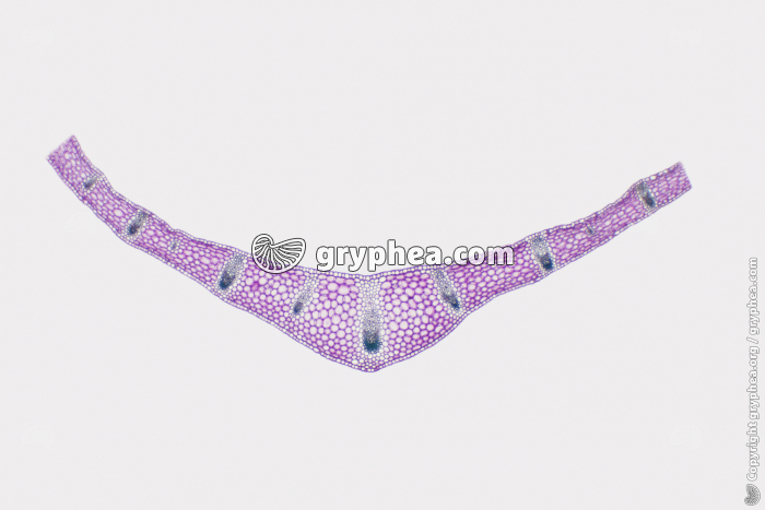 Feuille de Muguet CT x7 - gryphea.org